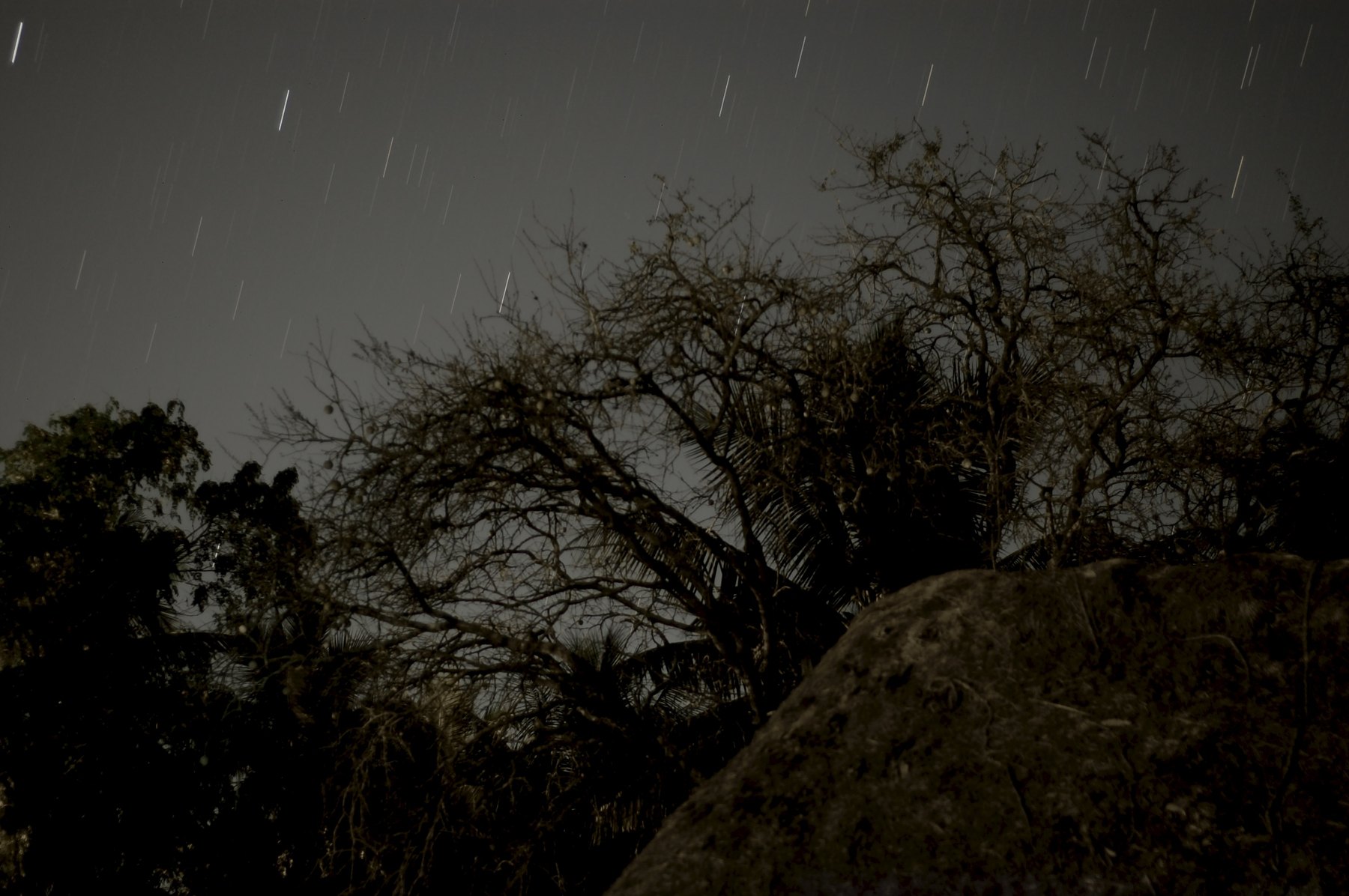Star trails over trees and a barn at our farm